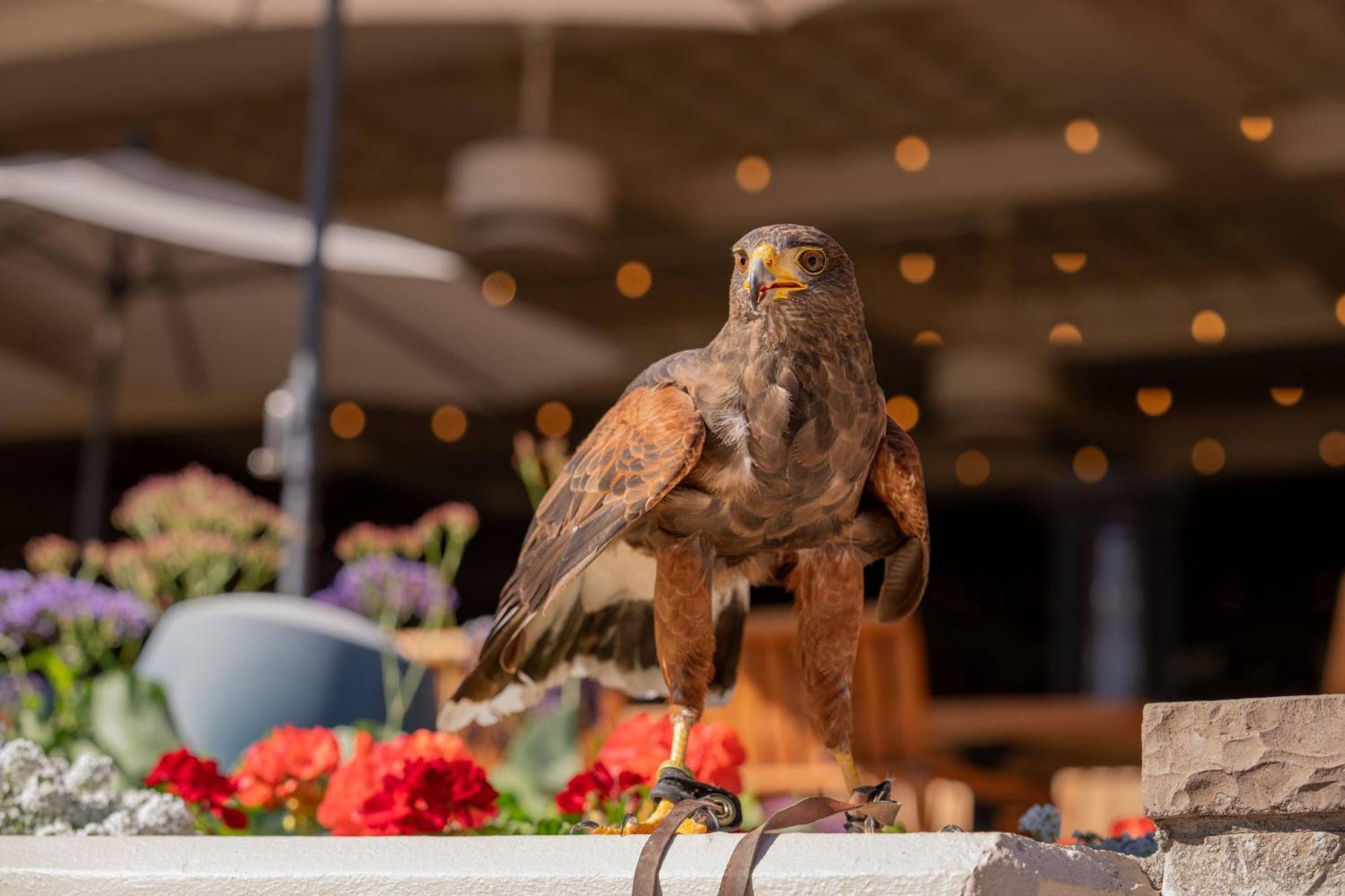 The Phoenician, A Luxury Collection Resort, Scottsdale Eksteriør bilde